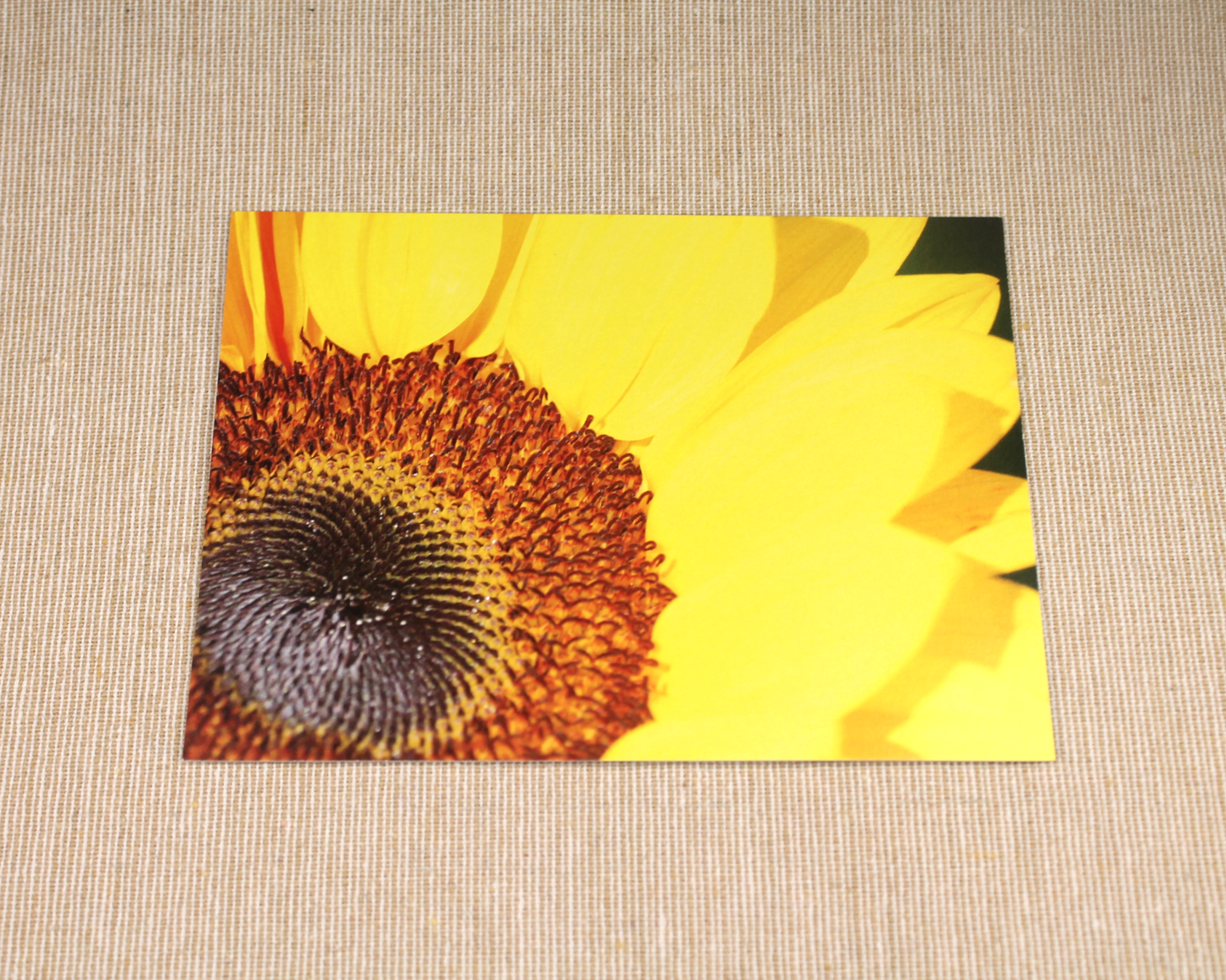 Sunflower - Postcards - 10 card pack
