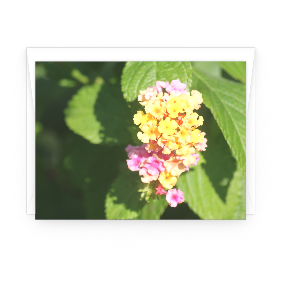 Lantana Yellow and Purple - All Occasion Cards - 3 card pack