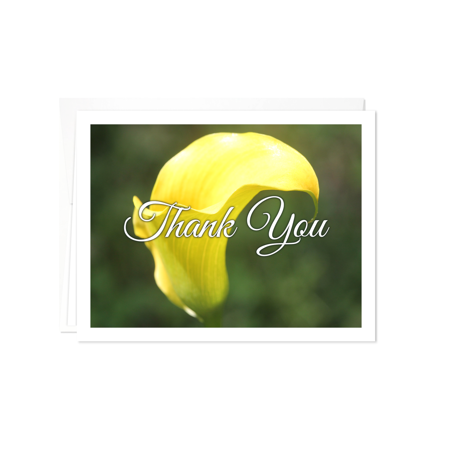 Yellow Calla Lily - Thank You Cards - 12 card pack