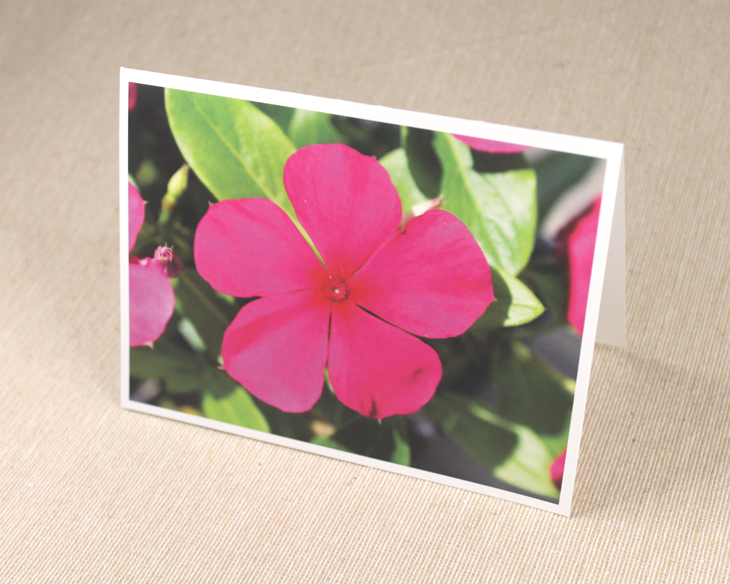 Pansy - All Occasion Cards - 3 card pack