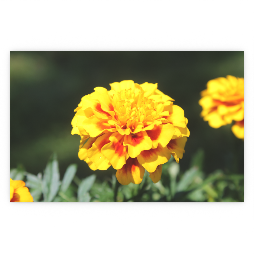 Marigolds - Print