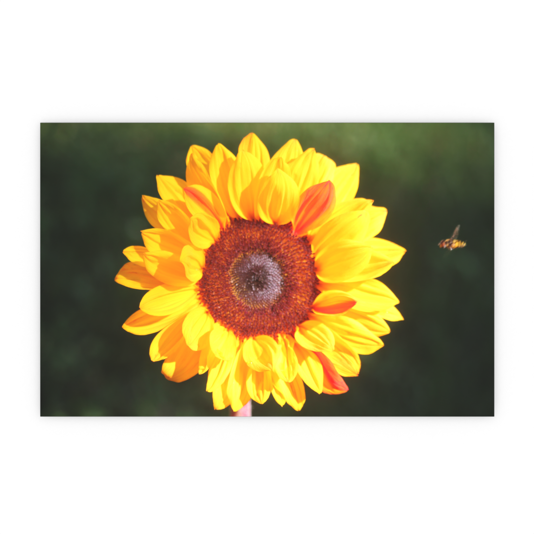 Sunflower Bee - Print